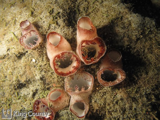 Photo of Parapholas californica